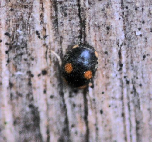 Platynaspis luteorubra